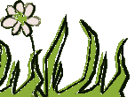 Gras white flower